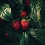 Découvrez quelle est LA saison secrète des fraises !